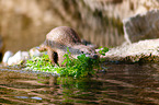 common otter