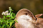 common otter