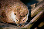 common otter
