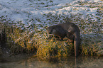 standing European Otter