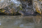 European Otter