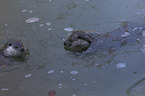swimming European Otter