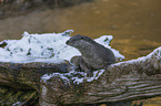 European Otter