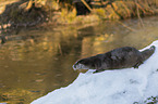 European Otter