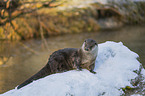 European Otter