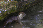 European Otter