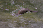 plunging European Otter