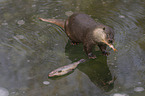 standing European Otter