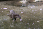 walking European Otter