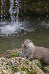 European Otter to eat