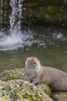 European Otter to eat