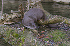 European Otter