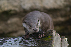 European Otter