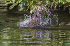 fighting European Otter