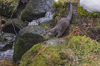 standing European Otter