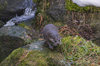 walking European Otter
