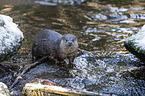 standing European Otter