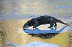 walking European Otter