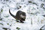 walking European Otter