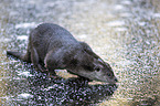 walking European Otter