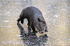 walking European Otter