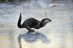 running European Otter