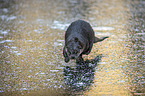 running European Otter
