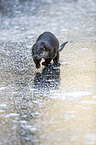 running European Otter