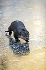 running European Otter