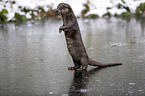 standing European Otter