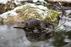standing European Otter