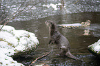 standing European Otter