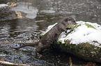 jumping European Otter