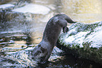 running European Otter