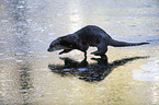 running European Otter