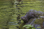 European Otter