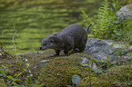 walking European Otter