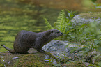 sitting European Otter