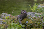European Otter