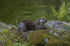 European Otter