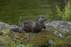 European Otter