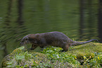 running European Otter