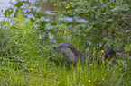 European Otter