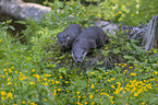 European Otter