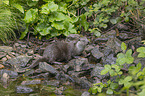 European Otter