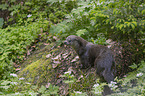standing European Otter