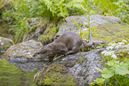 European Otter