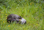 European Otter