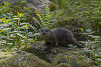 European Otter
