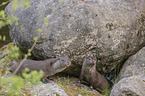 European Otter